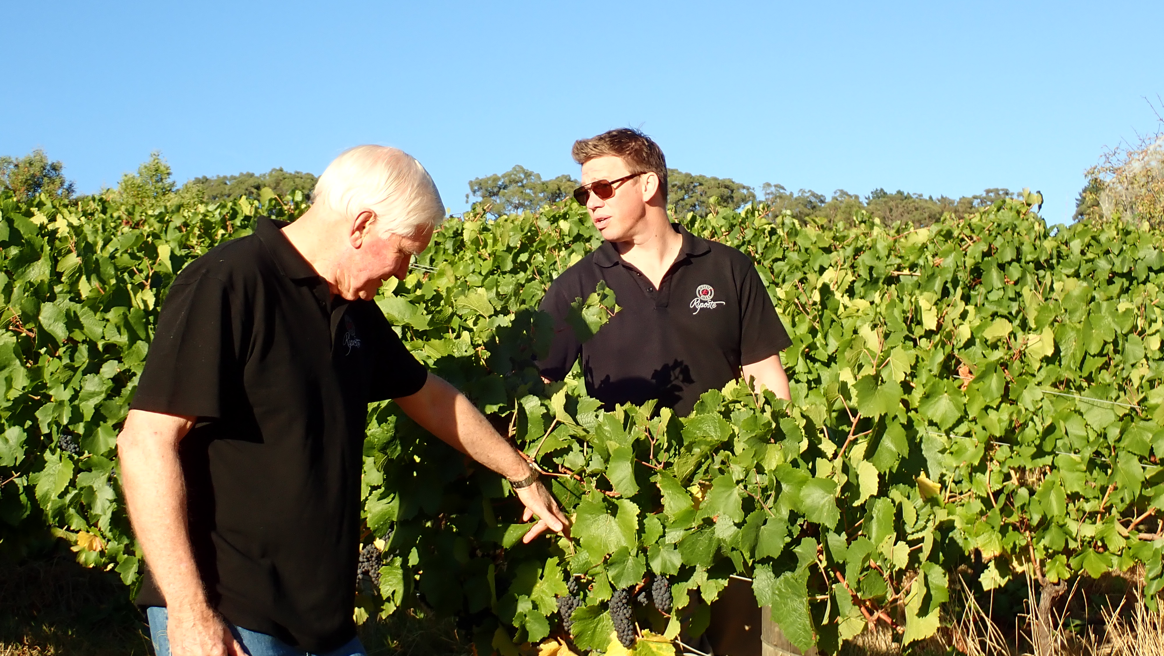 Two men inspecting grapes on the vineyard 